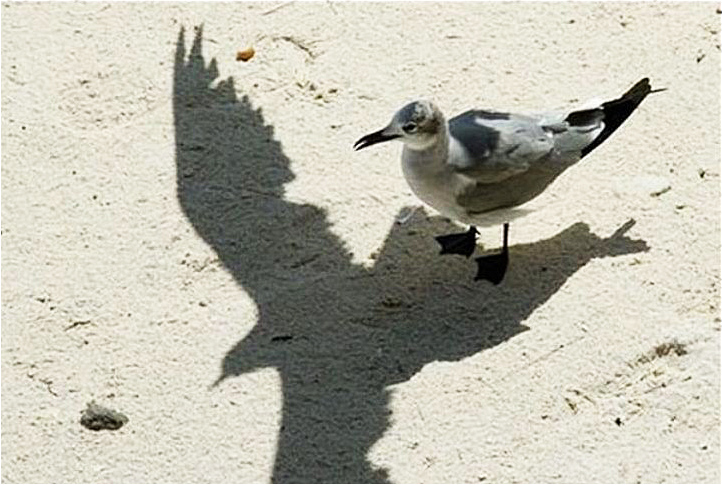 Птичка с лишней тенью